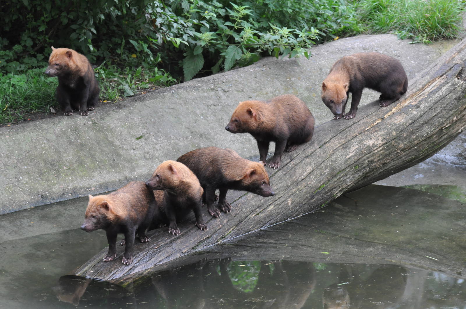 Bushdogs at Kolmarden Wildlife Park