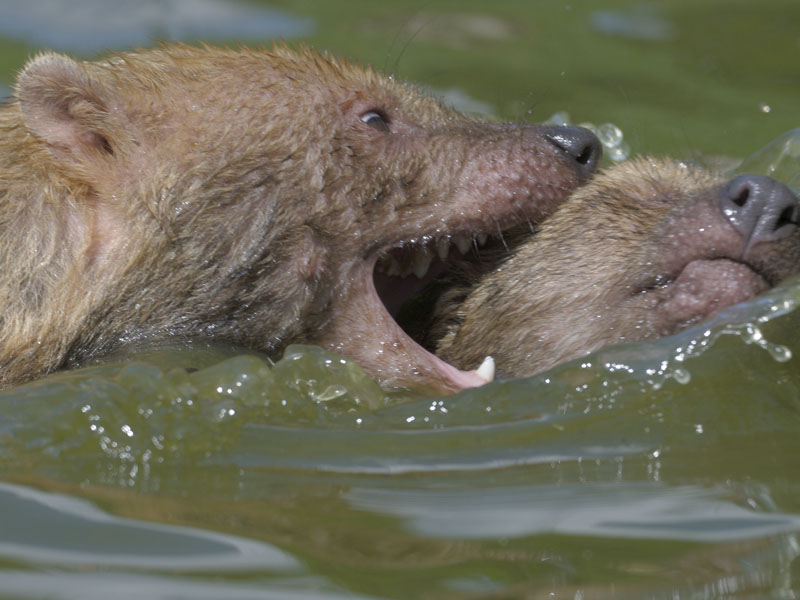Bushdogs in their pool