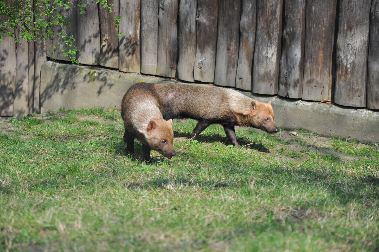Bushdogs (Speothos venaticus)