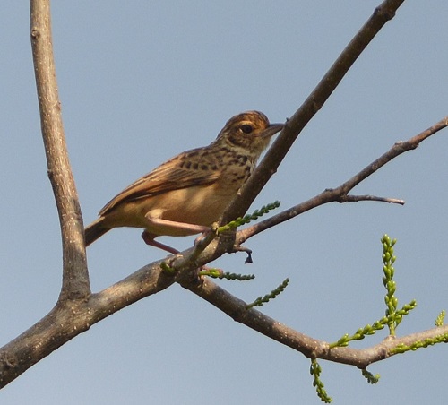 Bushlark ? ID