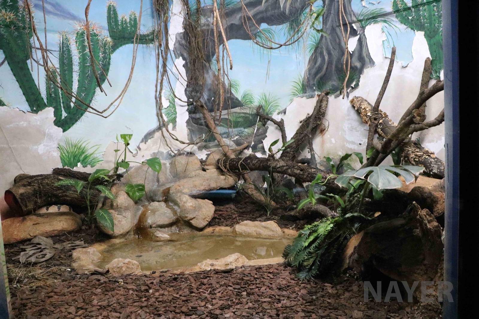 Bushmaster enclosure - Instituto Butantan, 2016