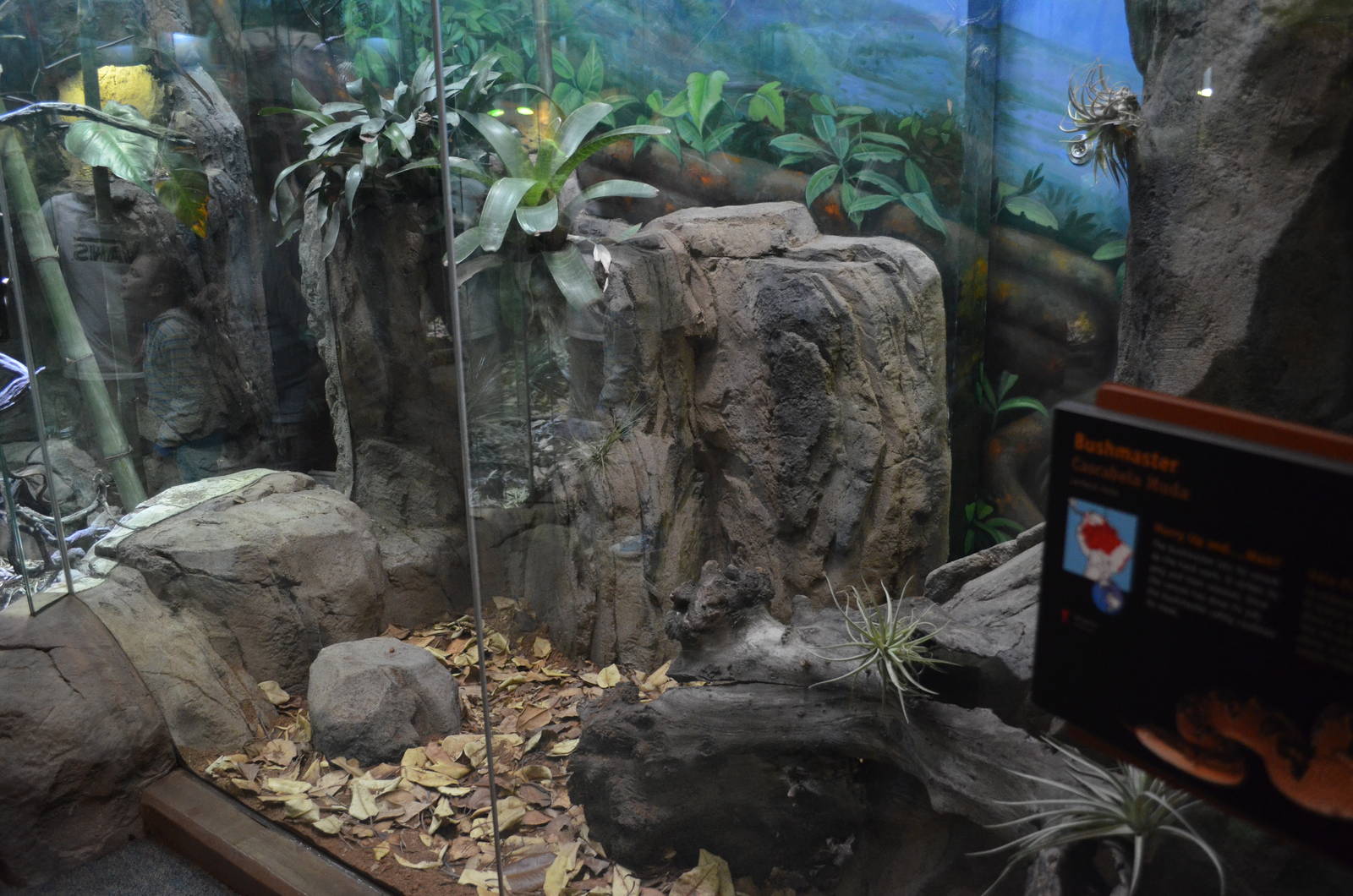 BUSHMASTER EXHIBIT