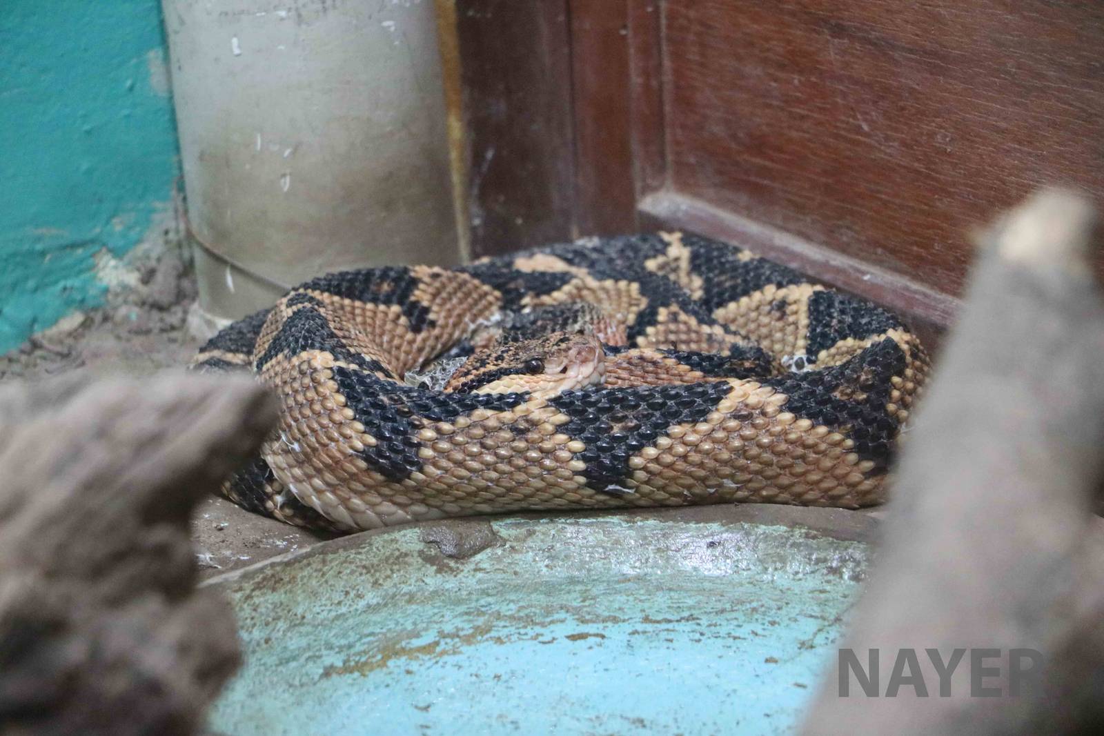 Bushmaster, March 2016