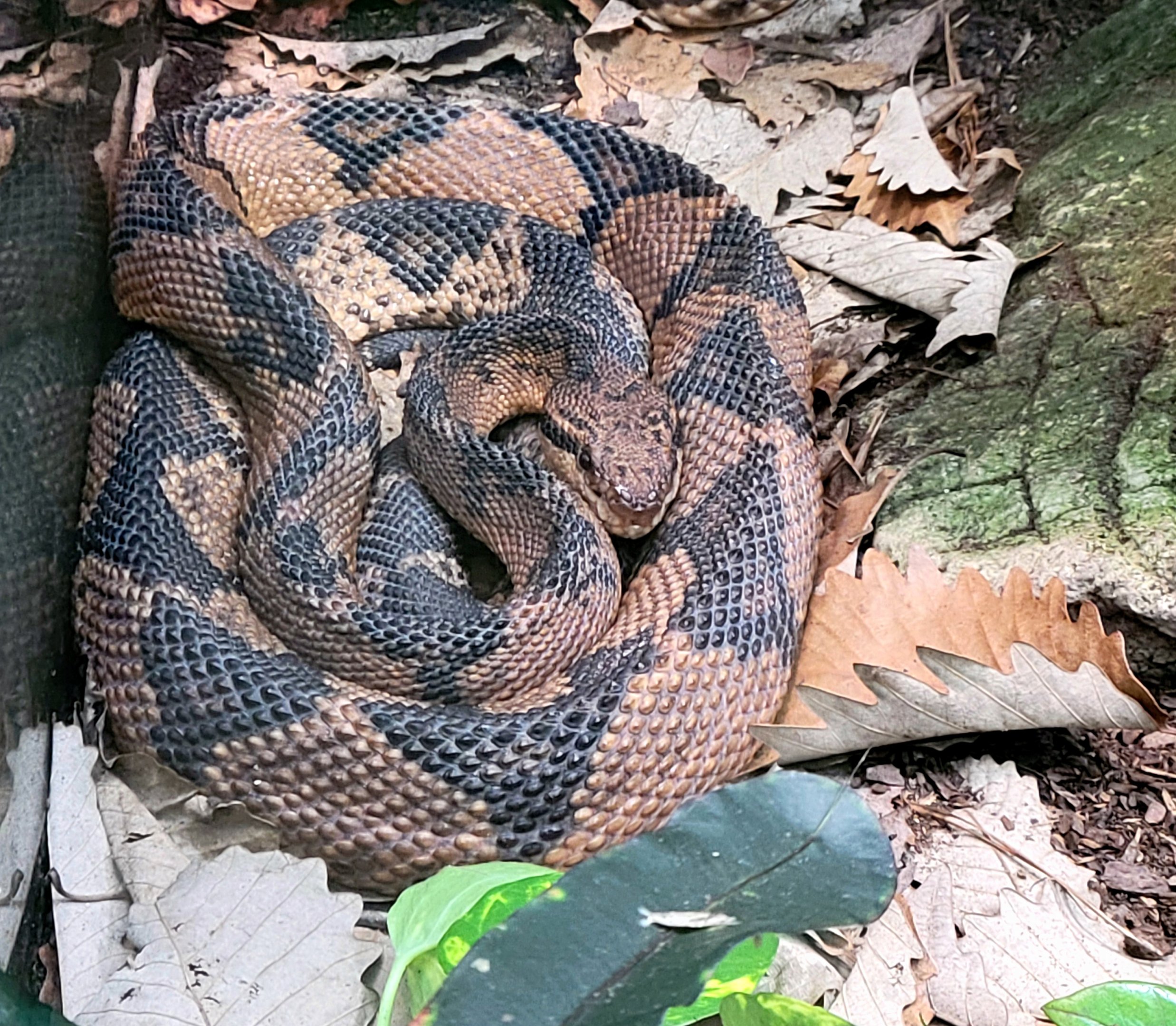 Bushmaster-Riverbanks Zoo