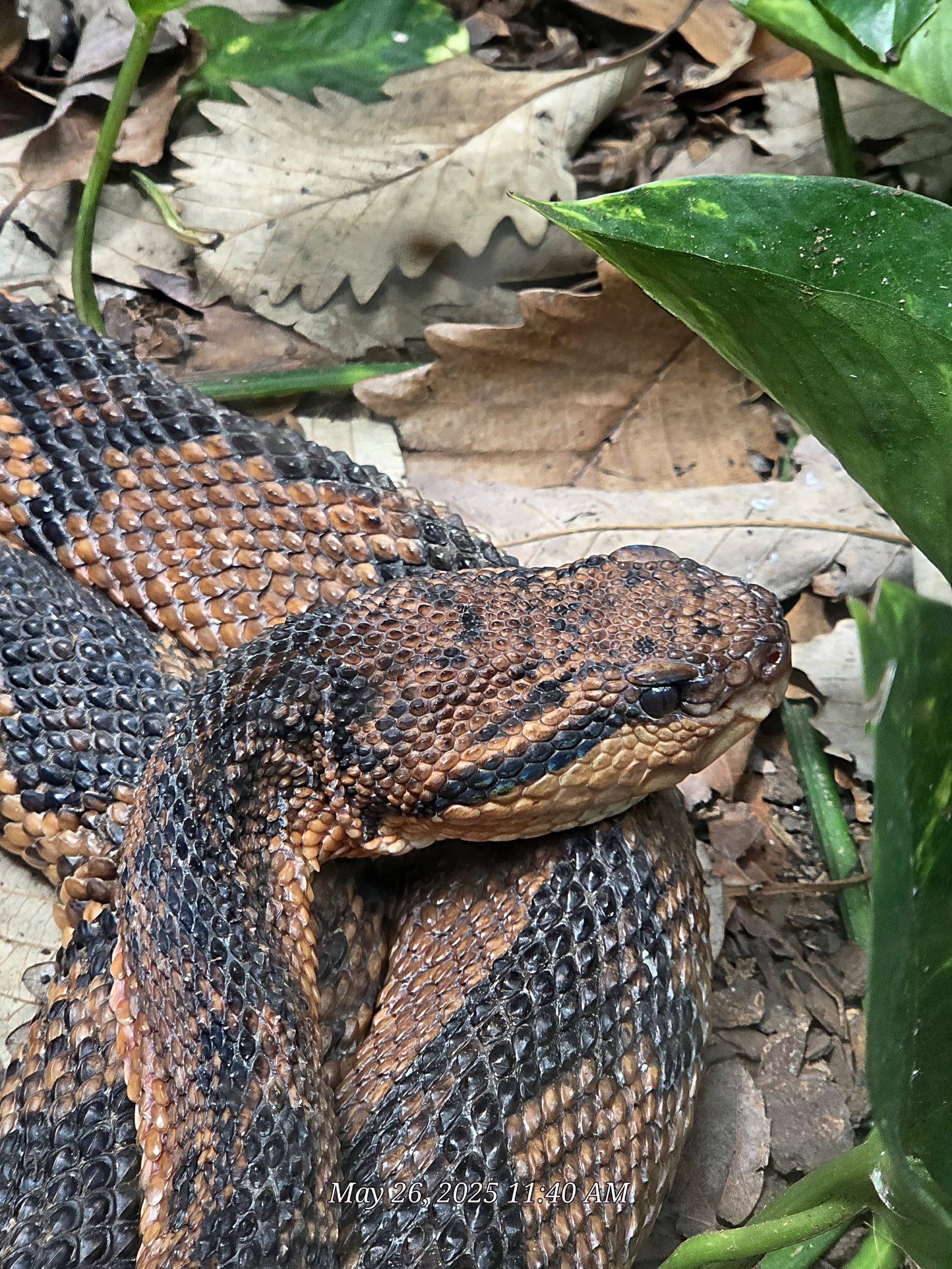Bushmaster  - Riverbanks Zoo
