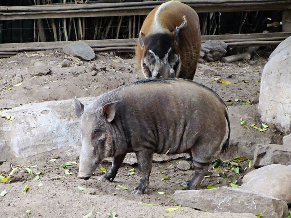 Bushpig and Red River Hog