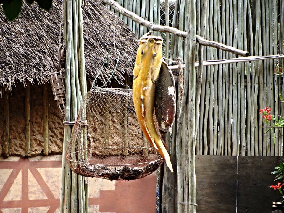 Bushpig/Red River Hog Exhibit Detail