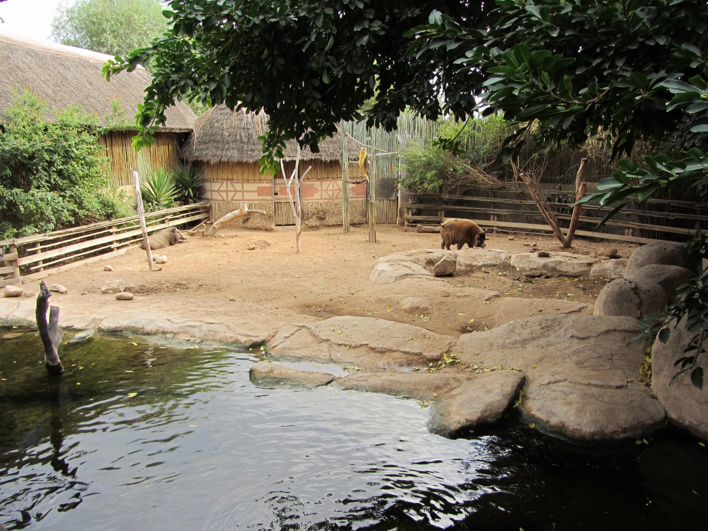 Bushpig/Red River Hog Exhibit