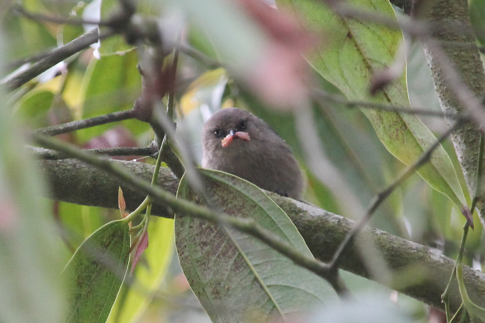 Bushtit with a meal