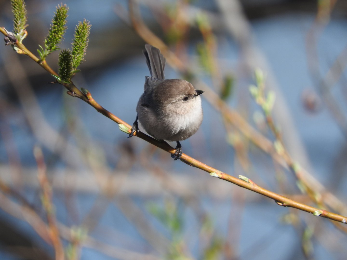 Bushtit