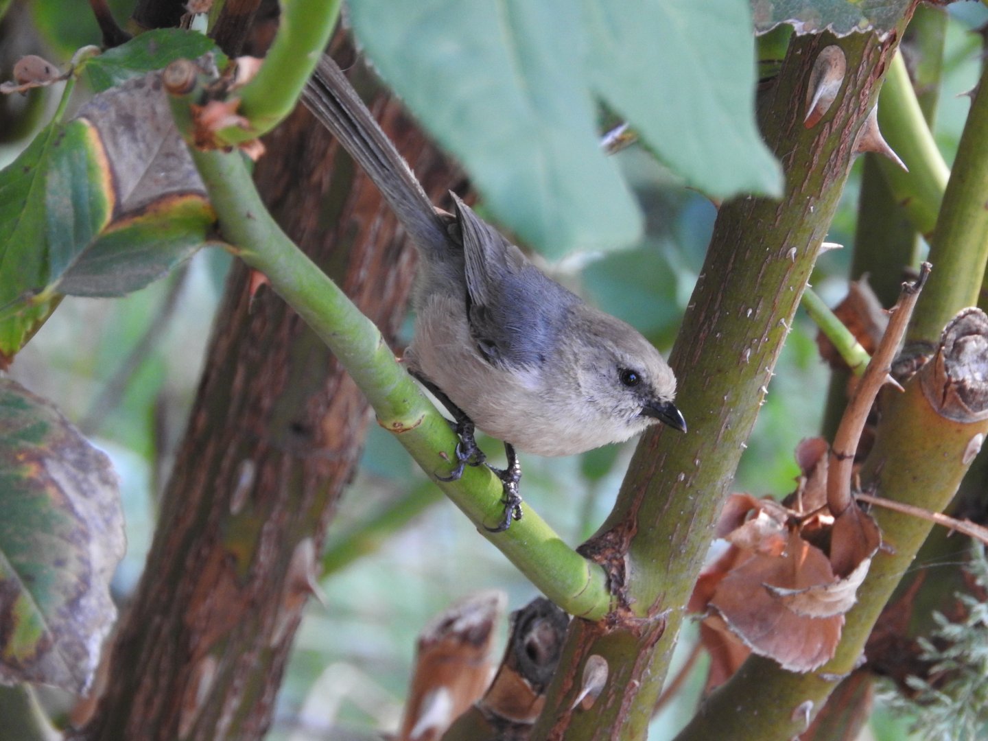 Bushtit