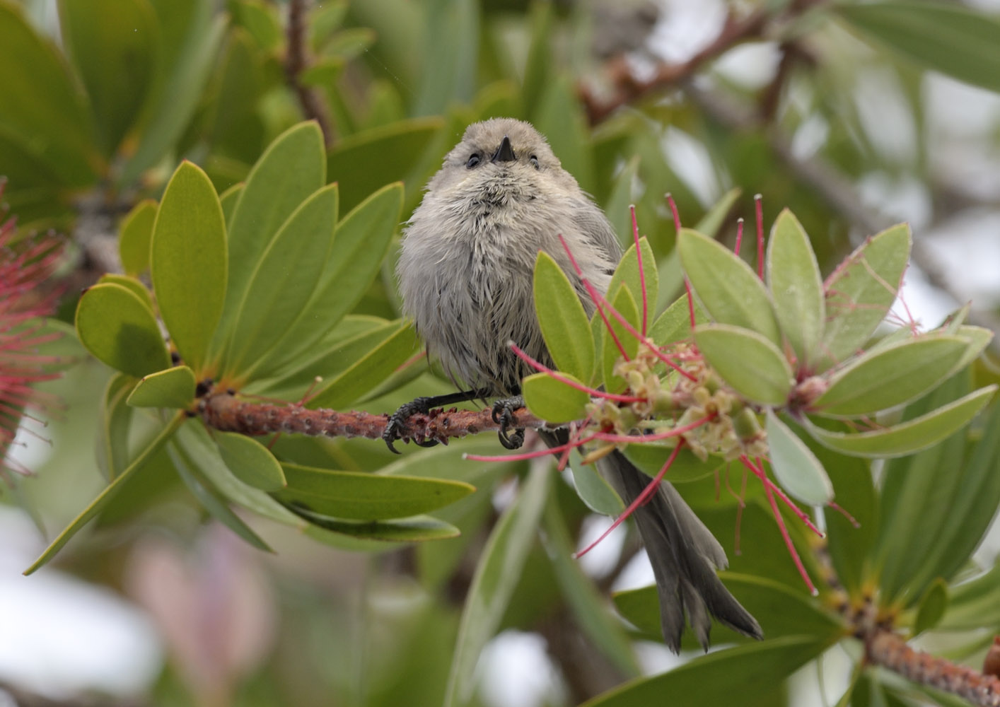 Bushtit