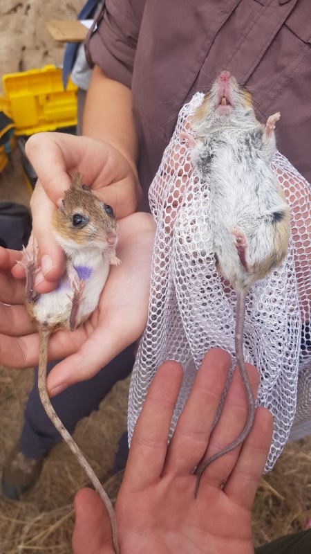 Bushveld Gerbil and Red Veld Rat