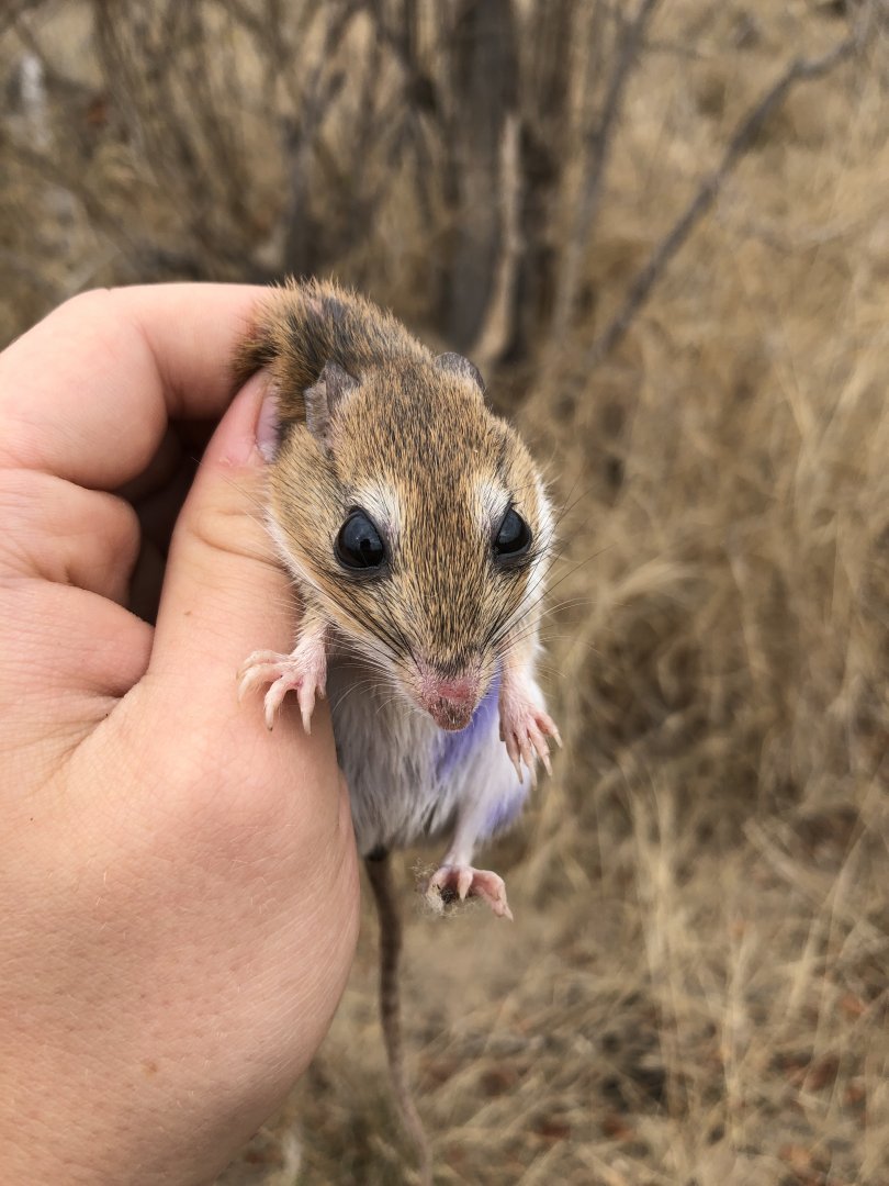 Bushveld Gerbil
