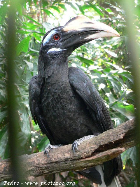 Bushy-crested hornbill (Anorrhinus galeritus)