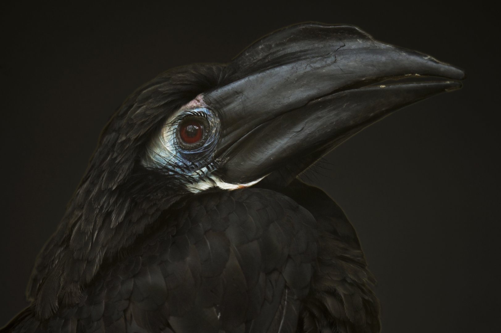 Bushy-crested Hornbill Anorrhinus galeritus