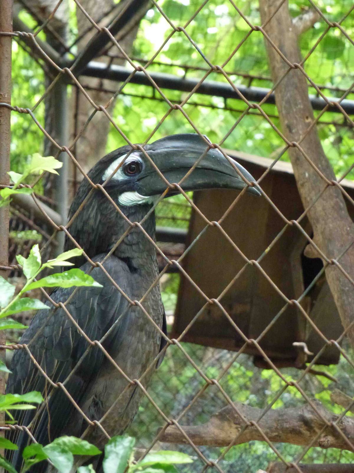 Bushy-crested hornbill, July 2013.