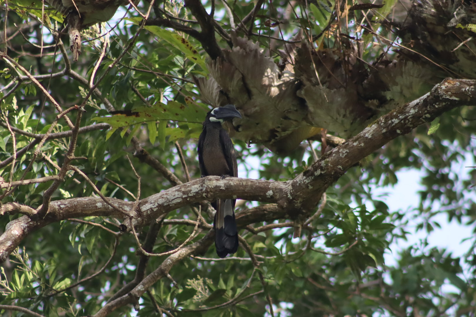 Bushy-crested hornbill - Kinabatangan River, 14 June 2023
