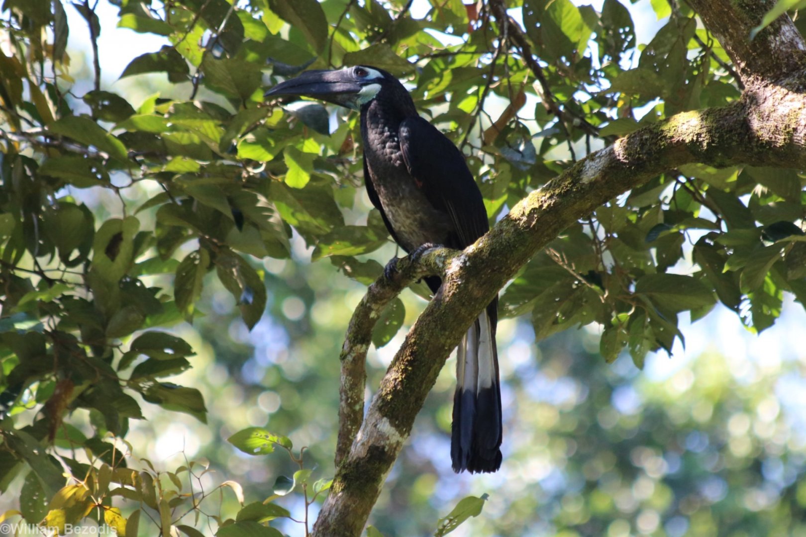 Bushy-crested Hornbill - Sepilok