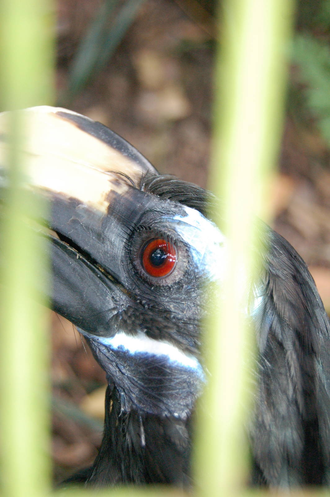 Bushy crested hornbill