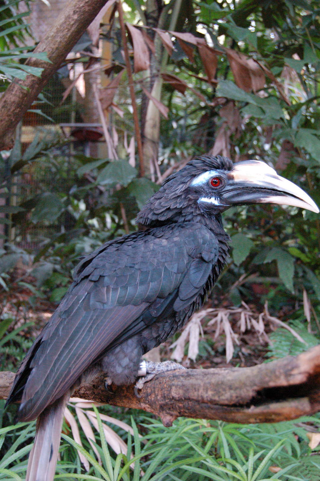 Bushy crested hornbill