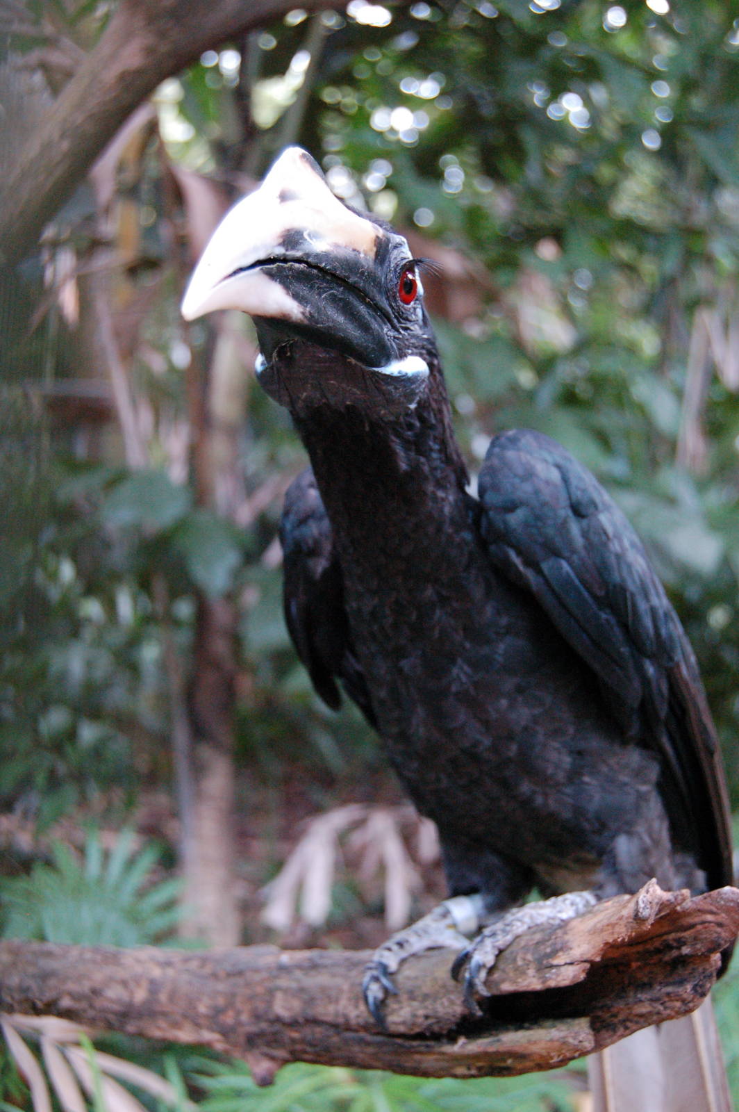 Bushy crested Hornbill