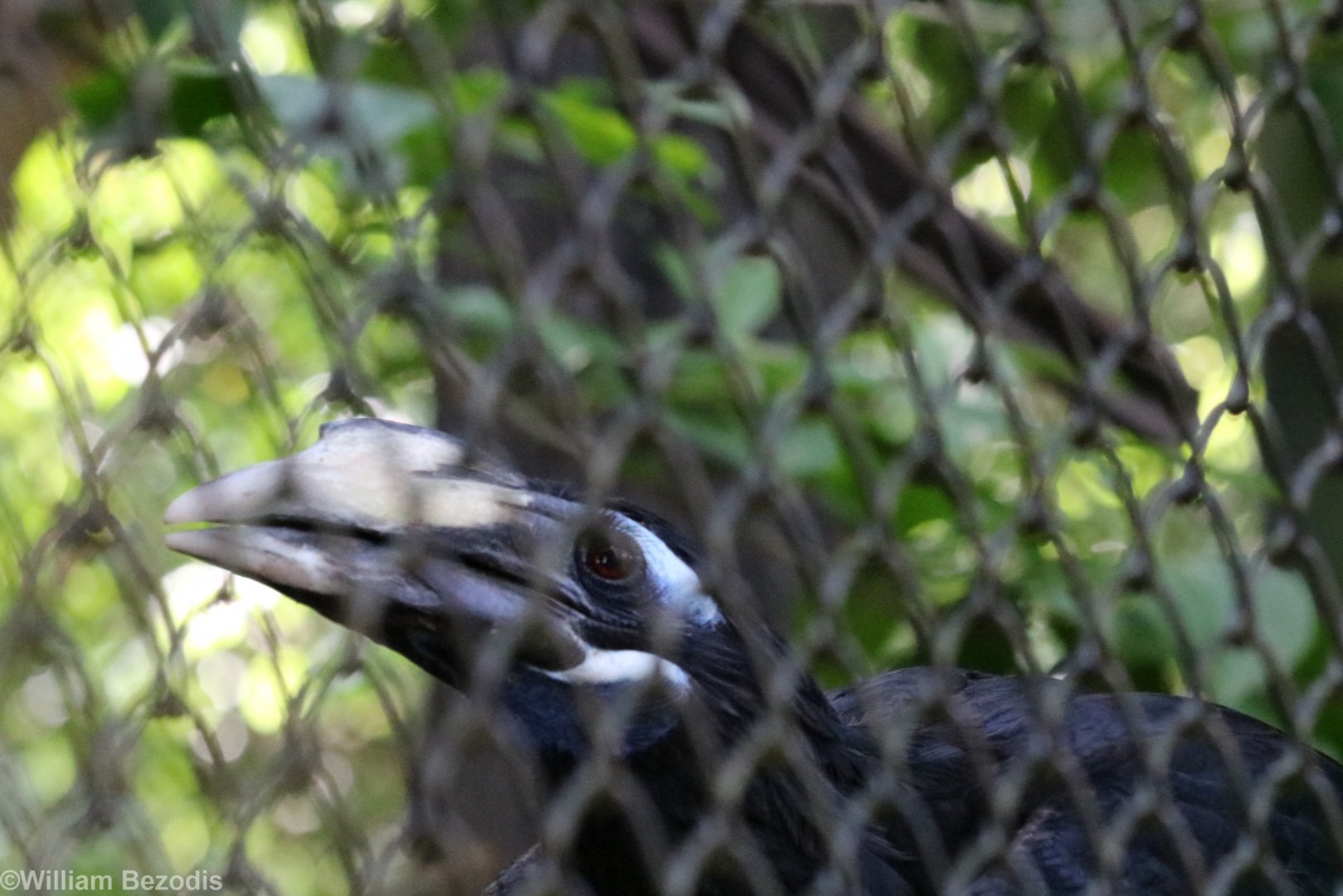 Bushy-crested Hornbill