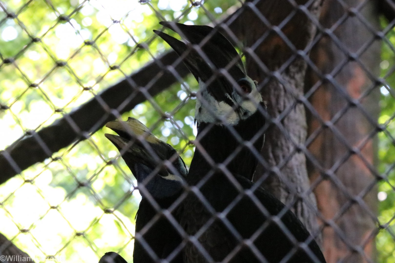 Bushy-crested Hornbill