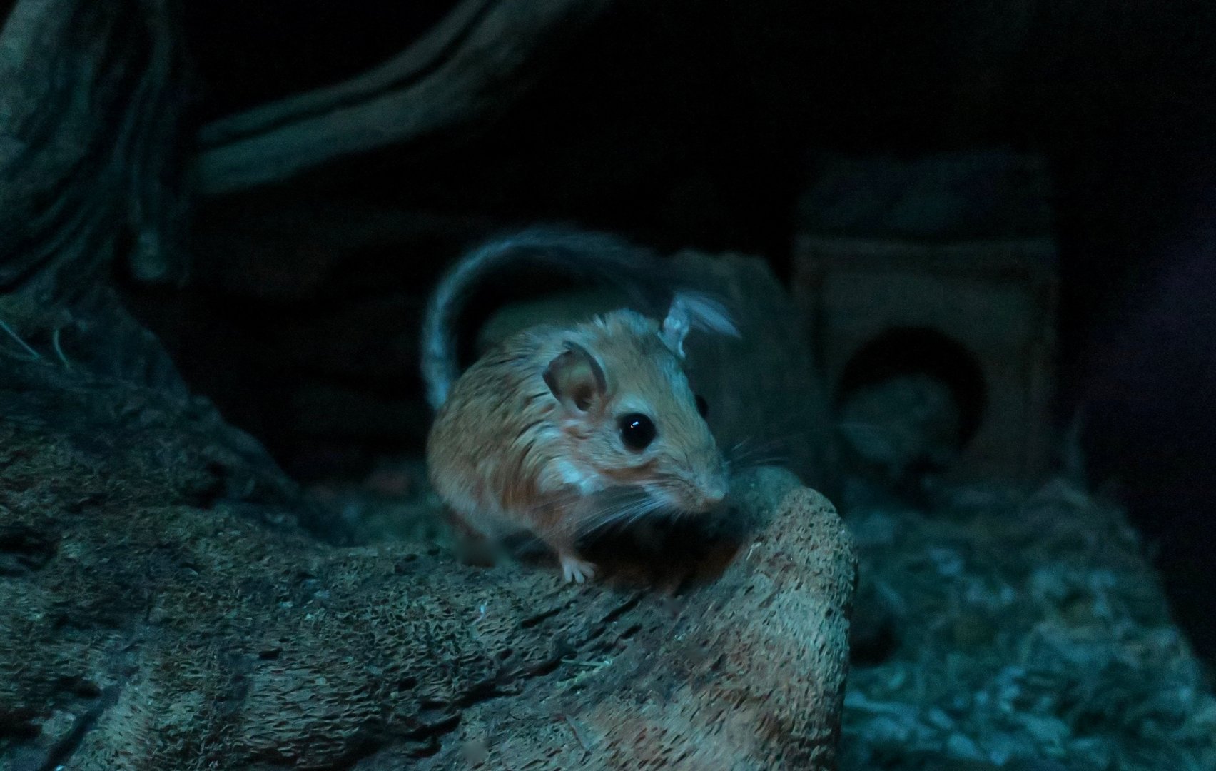 Bushy-Tailed Jird (Sekeetamys calurus)