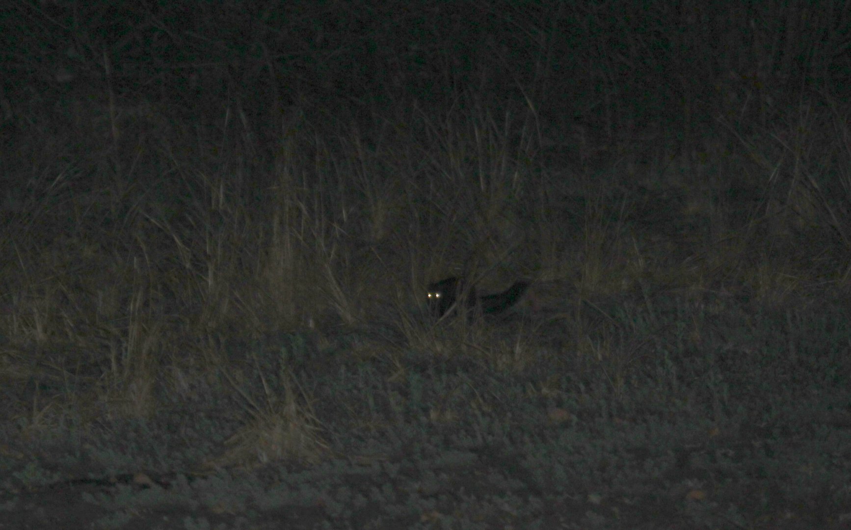 bushy-tailed mongoose (Bdeogale crassicauda crassicauda)