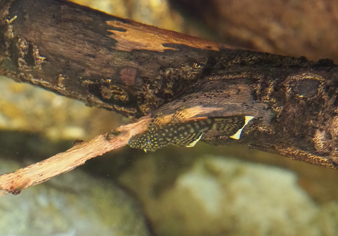 Bushymouth catfish (Ancistrus dolichopterus), 2023-10-07