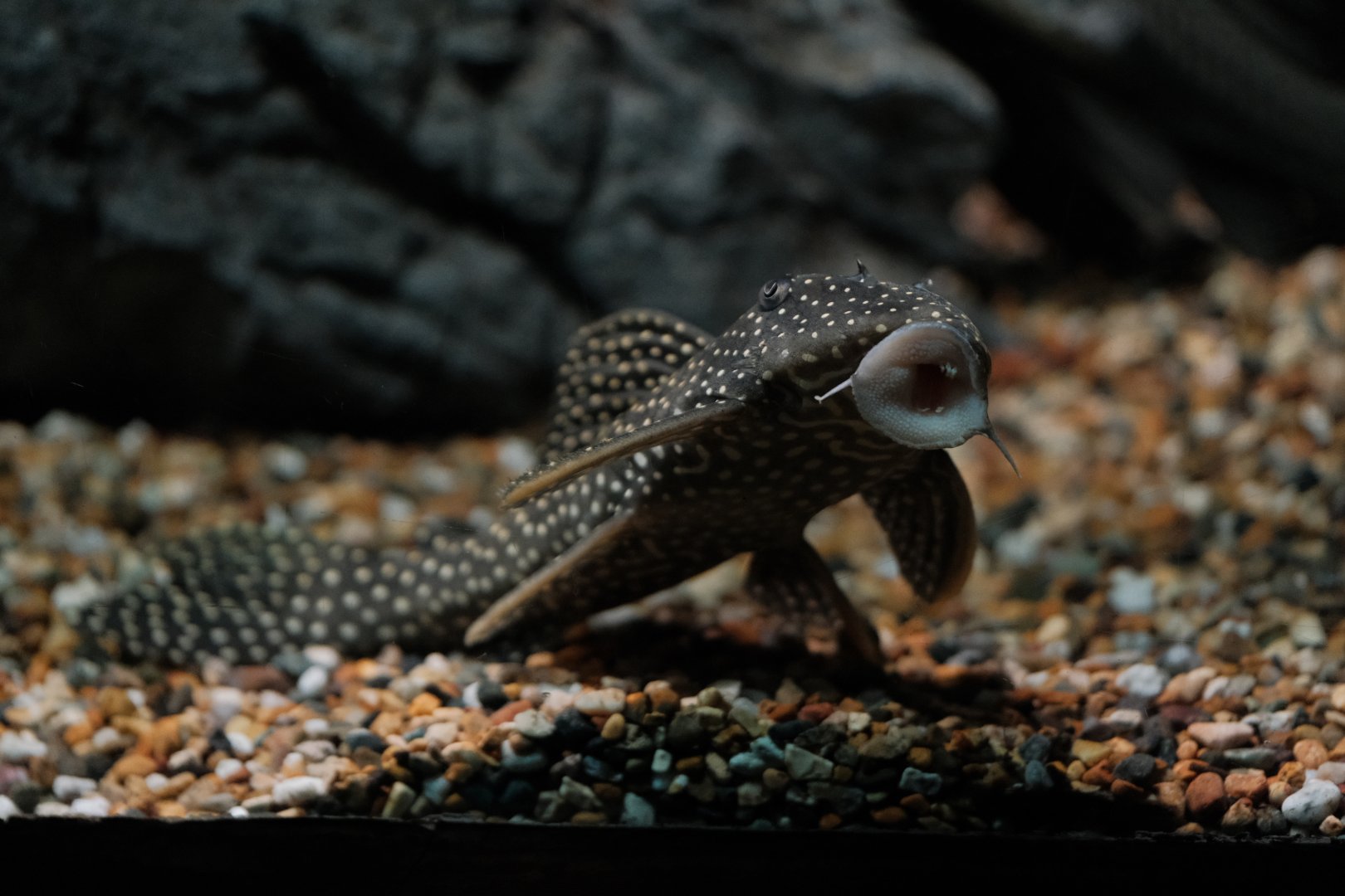 Bushymouth Catfish (Ancistrus dolichopterus)
