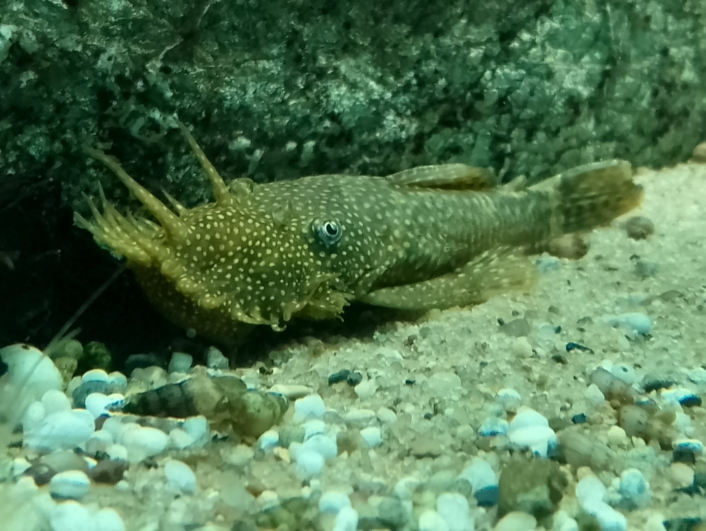 Bushymouth catfish