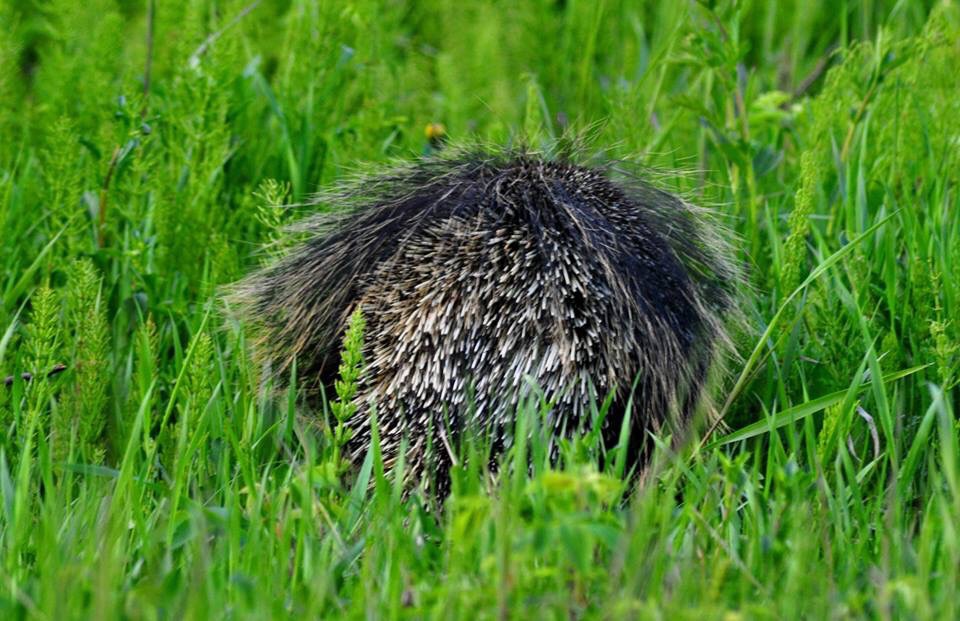 Business end of a North American Porcupine - Alaska