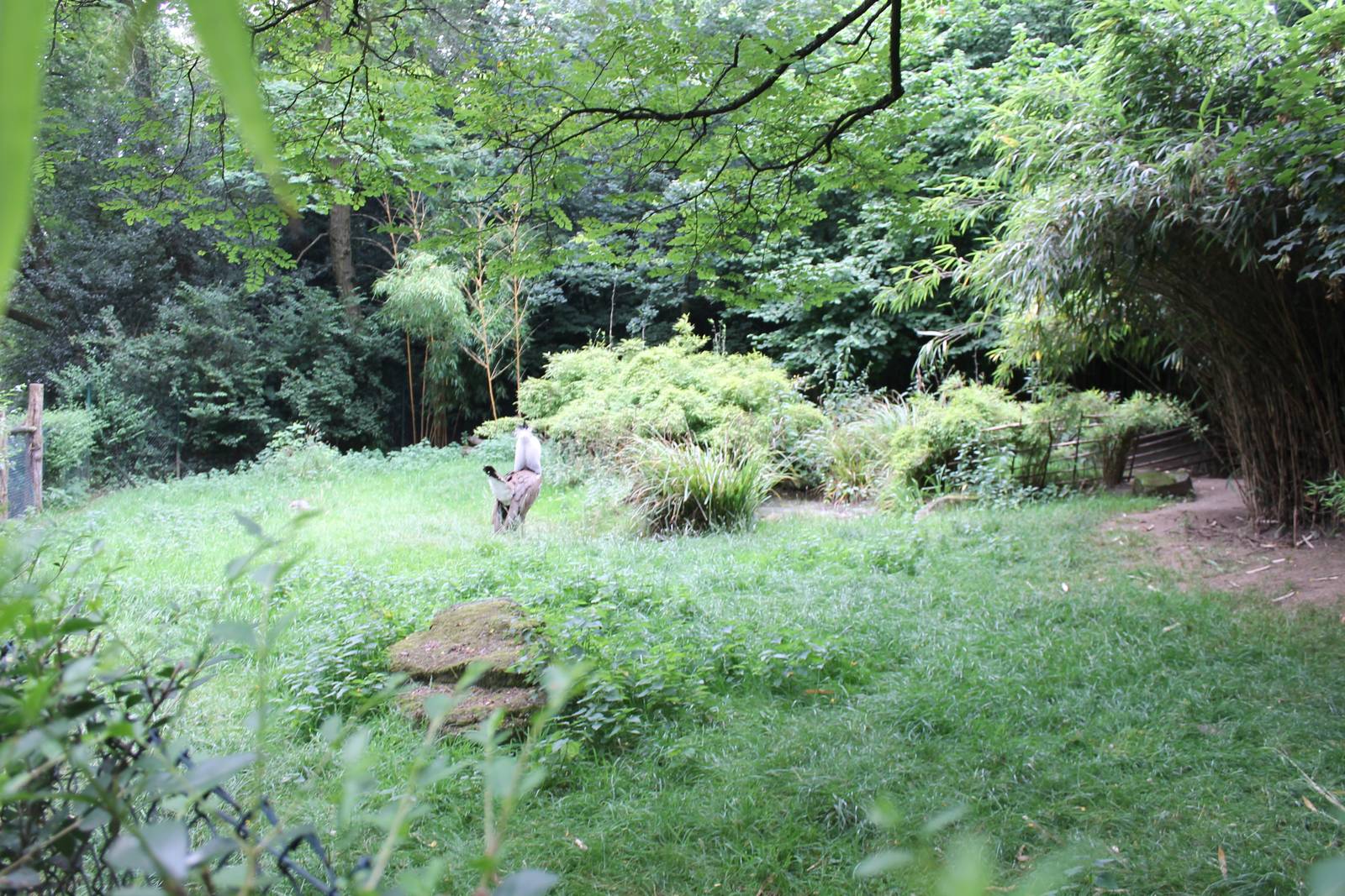 Bustard and Dikdik enclosure