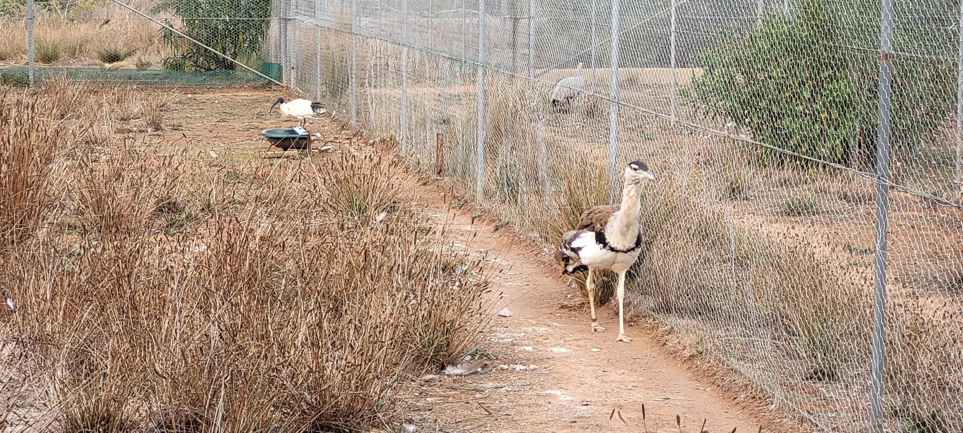 Bustard enclosure