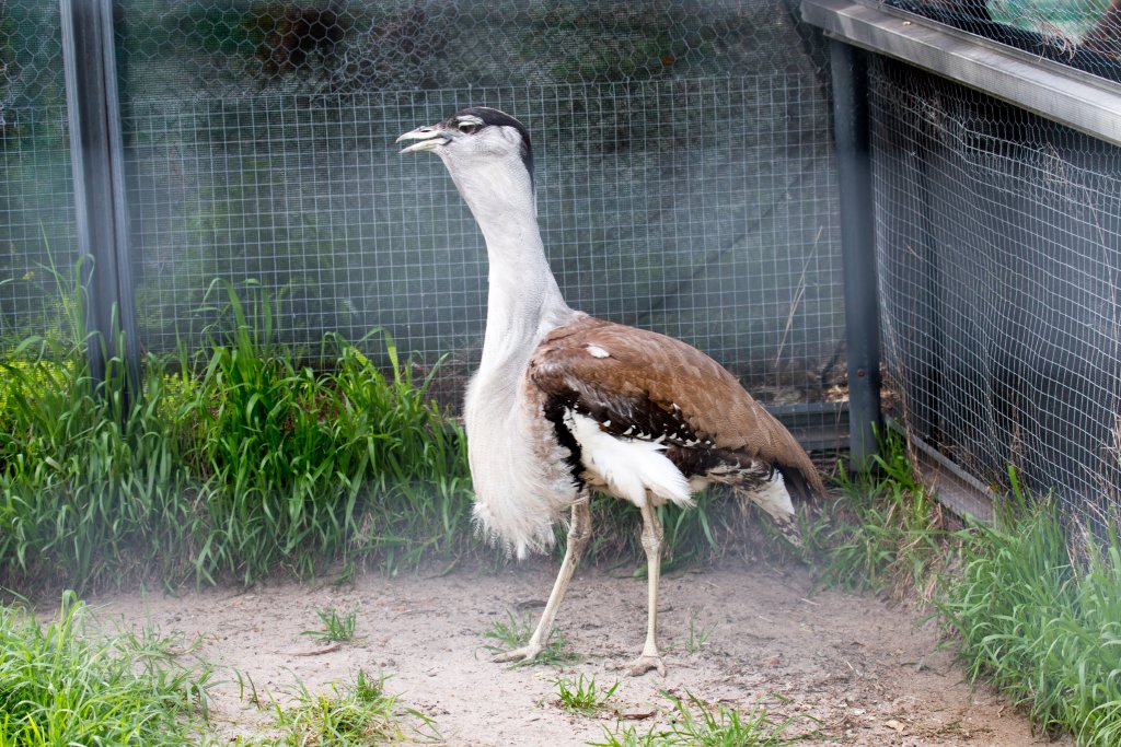 Bustard male