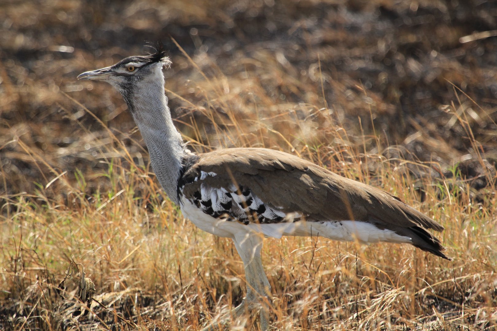 Bustard - Masai Mara (September 2018)