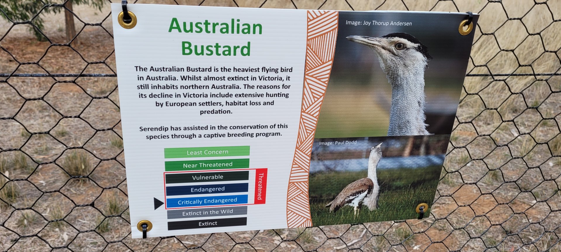 Bustard sign