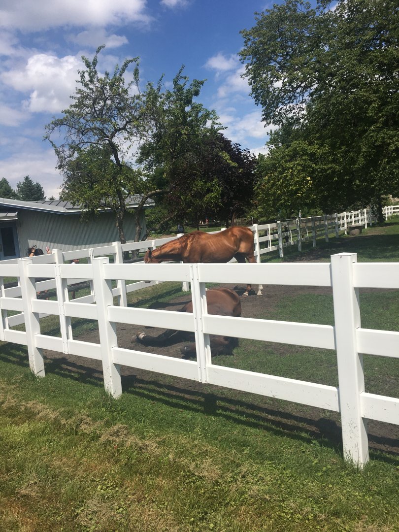 Buster and Trio (former race horses)