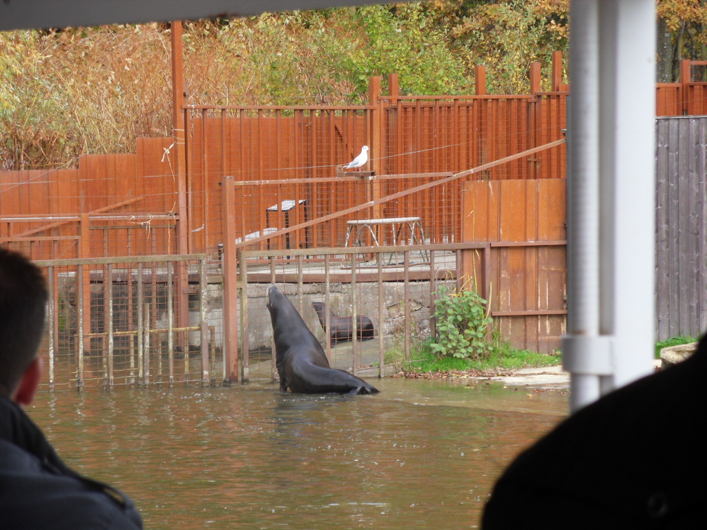 Buster going to greet riley who will be moved to staff area for training