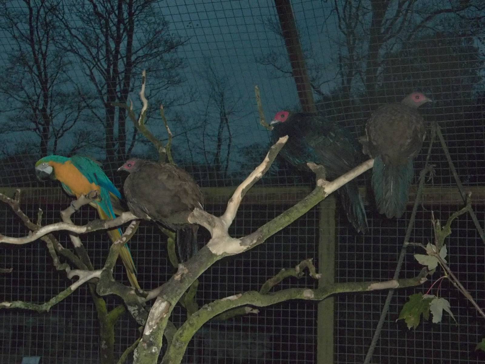 But Monty joins in, 7th November 2014