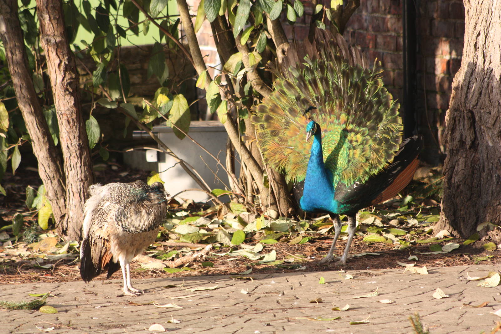 But trying hard, 30th December 2014