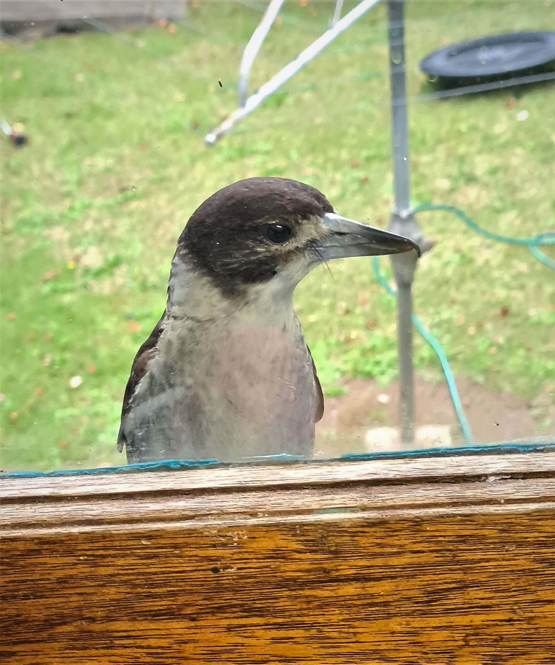 Butcher bird watching me through the window