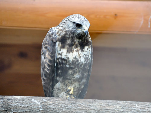 Buteo lagopus / Rough-legged buzzard at Novosibirsk Zoo