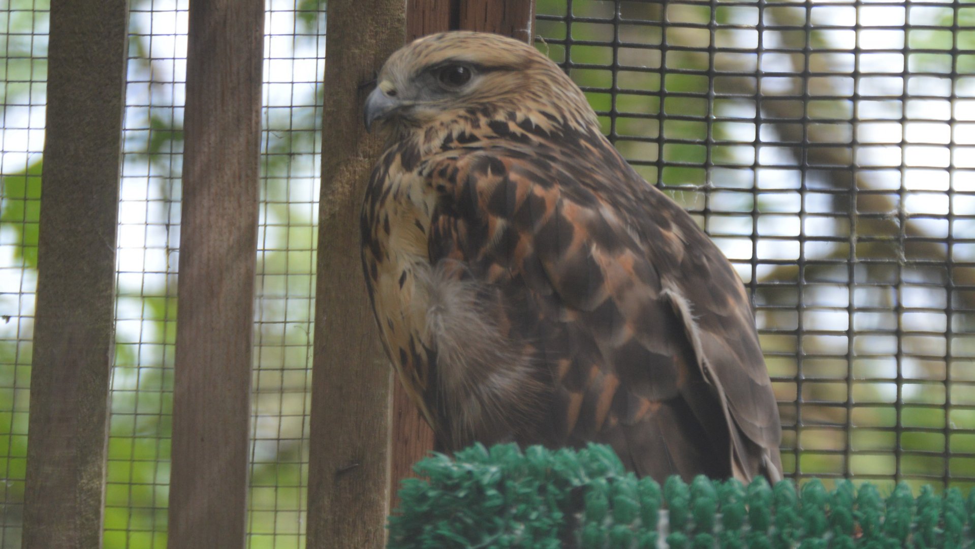 Buteo lagopus sanctijohannis
