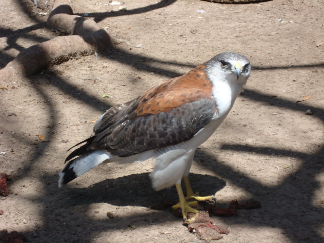 Buteo polyosoma