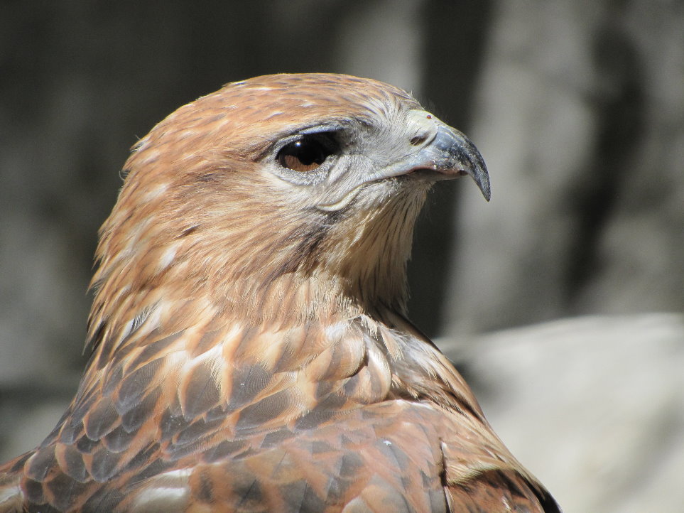 buteo rufinus