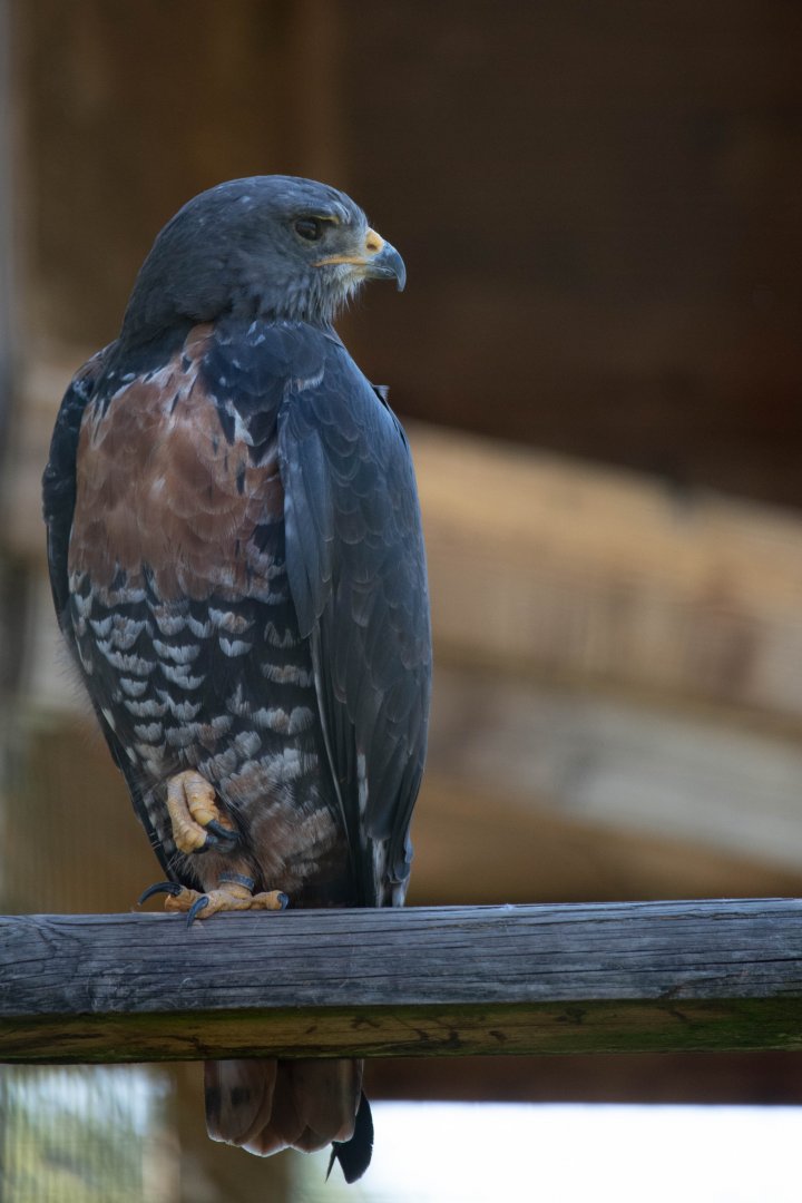 Buteo rufofuscus - Jackal buzzard