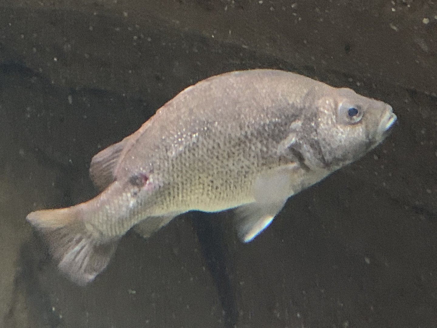 Butler’s Grunter (Syncomistes butleri)